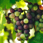 Huur een auto en bezoek de beste wijngaarden en wijnhuizen in Spanje