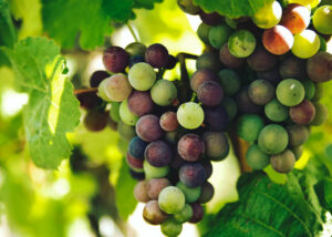 Huur een auto en bezoek de beste wijngaarden en wijnhuizen in Spanje